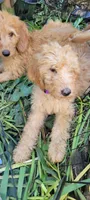 Purple girl, a female Labradoodle and Poodle - Standard  for sale in Kingsport, TN – 1 of 5