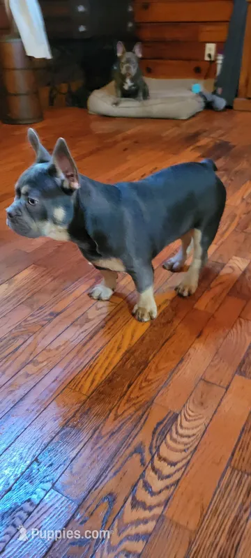 Champ – French Bulldog puppy for sale in Kingsport, TN