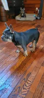 Champ, a male French Bulldog for sale in Kingsport, TN – 5 of 6