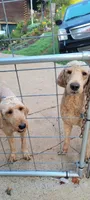 Purple girl, a female Labradoodle and Poodle - Standard  for sale in Kingsport, TN – 5 of 5