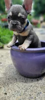 Oliver, a male French Bulldog for sale in Kingsport, TN – 3 of 5