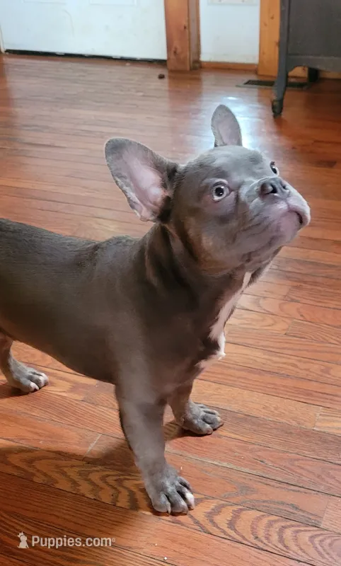 Blue – French Bulldog puppy for sale in Kingsport, TN