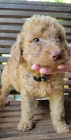 Light gray boy, a male Labradoodle and Poodle - Standard  for sale in Kingsport, TN – 2 of 2