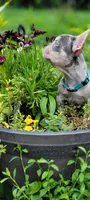 Merle boy, a male French Bulldog for sale in Kingsport, TN – 2 of 10