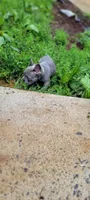 Blue, a male French Bulldog for sale in Kingsport, TN – 8 of 9