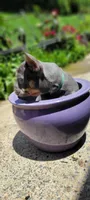 TEAL BOY, a male French Bulldog for sale in Kingsport, TN – 3 of 6