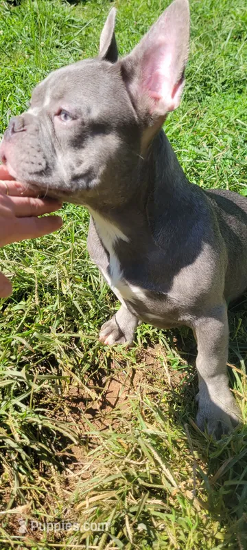 Blue – French Bulldog puppy for sale in Kingsport, TN