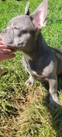 Blue, a male French Bulldog for sale in Kingsport, TN – 1 of 7