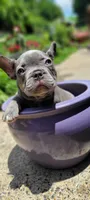 Blue, a male French Bulldog for sale in Kingsport, TN – 7 of 9