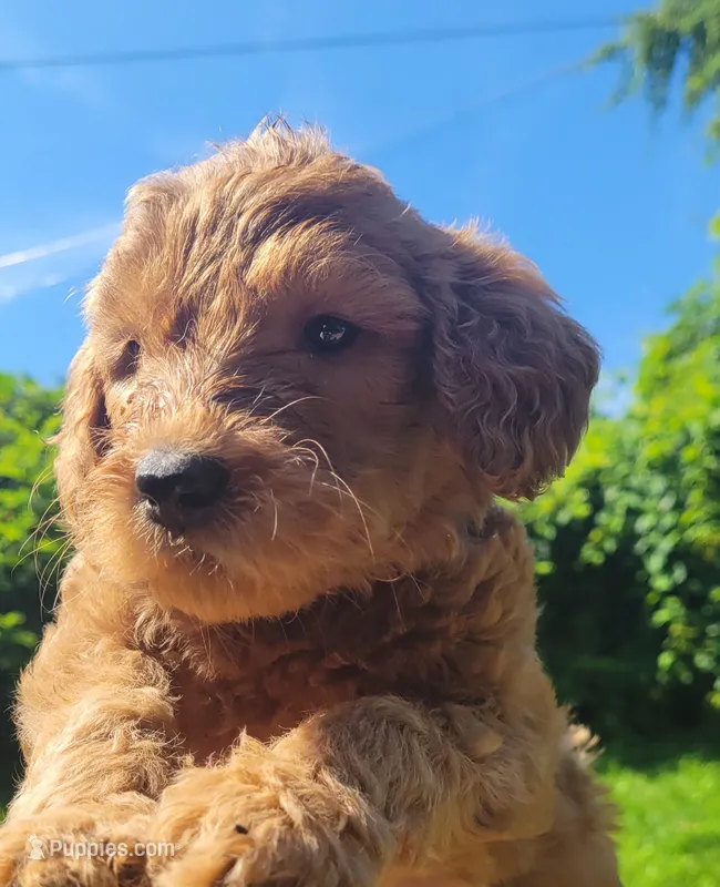Pink lady – Labradoodle, Poodle - Standard  puppy for sale in Kingsport, TN