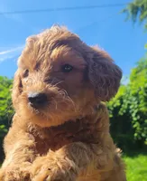 Pink lady, a female Labradoodle and Poodle - Standard  for sale in Kingsport, TN – 1 of 2