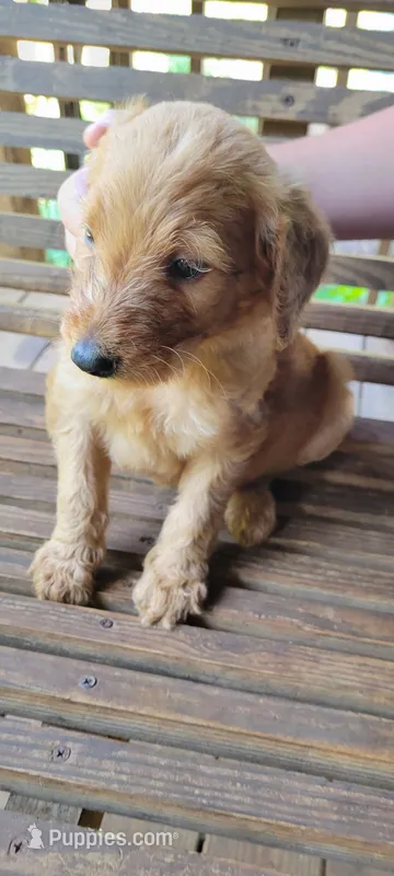 Orange boy – Labradoodle, Poodle - Standard  puppy for sale in Kingsport, TN