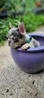 Merle boy, a male French Bulldog for sale in Kingsport, TN – 3 of 10