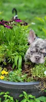 Merle boy, a male French Bulldog for sale in Kingsport, TN – 5 of 10