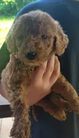 Black boy, a male Labradoodle and Poodle - Standard  for sale in Kingsport, TN – 1 of 2