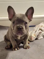 Blue, a male French Bulldog for sale in Kingsport, TN – 2 of 9