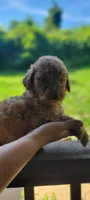 Black boy, a male Labradoodle and Poodle - Standard  for sale in Kingsport, TN – 2 of 2
