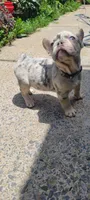 Dotti, a female French Bulldog for sale in Kingsport, TN – 7 of 9