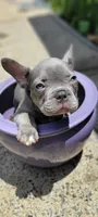 Blue, a male French Bulldog for sale in Kingsport, TN – 1 of 9