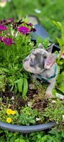 Merle boy, a male French Bulldog for sale in Kingsport, TN – 8 of 10