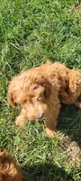 Black boy, a male Labradoodle and Poodle - Standard  for sale in Kingsport, TN – 3 of 3