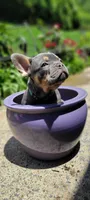 TEAL BOY, a male French Bulldog for sale in Kingsport, TN – 4 of 6