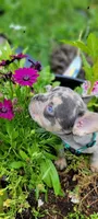 Merle boy, a male French Bulldog for sale in Kingsport, TN – 9 of 10