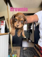 Brownie- Mini Double Doodle, a female Cavapoo and Schnoodle for sale in Kansas City, MO – Photo 1 of 4