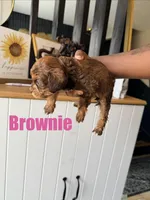 Brownie- Mini Double Doodle, a female Cavapoo and Schnoodle for sale in Kansas City, MO – Photo 2 of 4