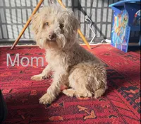 Brownie- Mini Double Doodle, a female Cavapoo and Schnoodle for sale in Kansas City, MO – Photo 4 of 4