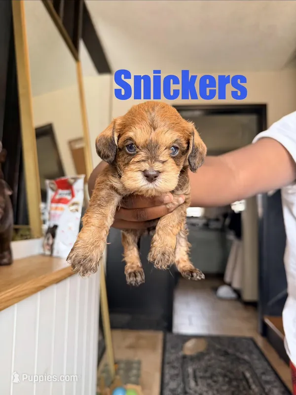 Snickers- Mini Double Doodle