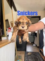 Snickers- Mini Double Doodle, a male Cavapoo and Schnoodle for sale in Kansas City, MO – Photo 1 of 3