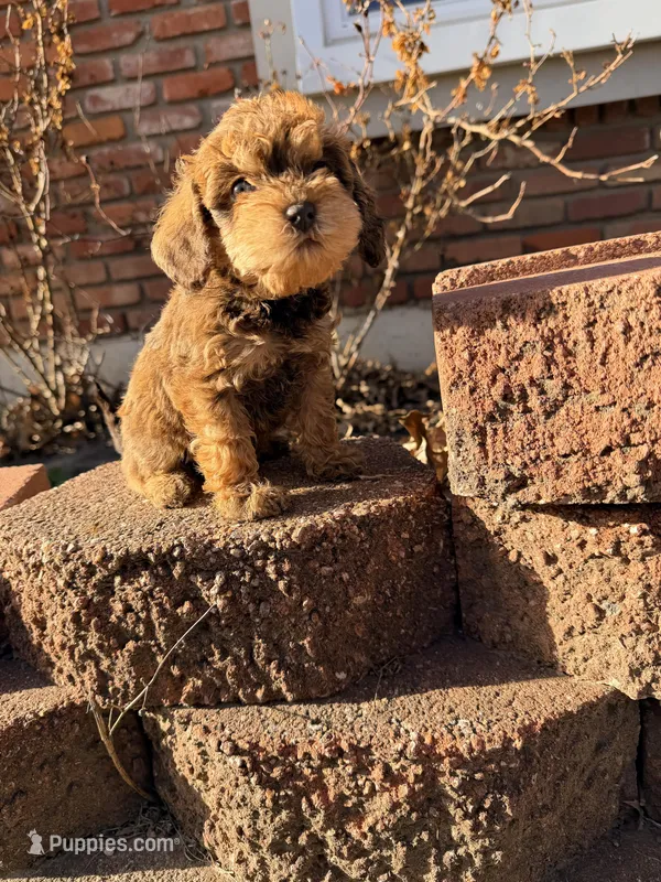 Snickers- Mini Double Doodle – Cavapoo, Schnoodle puppy for sale in Kansas City, MO