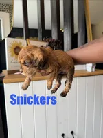 Snickers- Mini Double Doodle, a male Cavapoo and Schnoodle for sale in Kansas City, MO – Photo 2 of 3