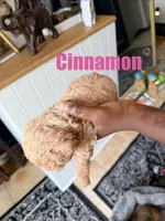 Cinnamon Mini Double Doodle, a female Cavapoo and Schnoodle for sale in Kansas City, MO – Photo 2 of 3