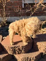 Cinnamon Mini Doodle, a female Cavapoo and Schnoodle for sale in Kansas City, MO – Photo 2 of 5