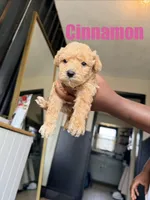 Cinnamon Mini Double Doodle, a female Cavapoo and Schnoodle for sale in Kansas City, MO – Photo 1 of 3