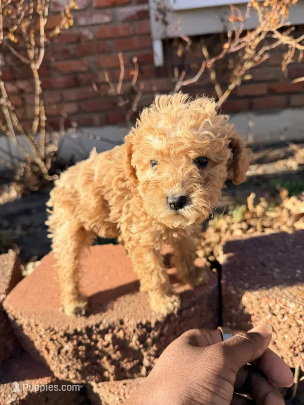 Cinnamon Mini Doodle – Cavapoo, Schnoodle puppy for sale in Kansas City, MO