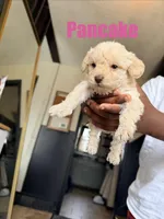Pancake Mini Double Doodle, a female Cavapoo and Schnoodle for sale in Kansas City, MO – Photo 2 of 4