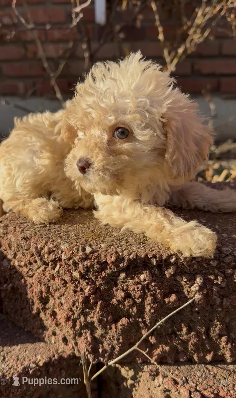 Pancake Mini Double Doodle – Cavapoo, Schnoodle puppy for sale in Kansas City, MO