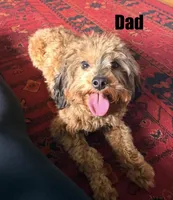 Pancake Mini Double Doodle, a female Cavapoo and Schnoodle for sale in Kansas City, MO – Photo 3 of 4