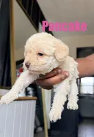 Pancake Mini Double Doodle, a female Cavapoo and Schnoodle for sale in Kansas City, MO – Photo 1 of 4
