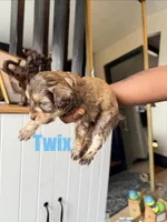 Twix Mini Double Doodle, a male Cavapoo and Schnoodle for sale in Kansas City, MO – Photo 2 of 4