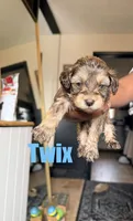 Twix Mini Double Doodle, a male Cavapoo and Schnoodle for sale in Kansas City, MO – Photo 1 of 4