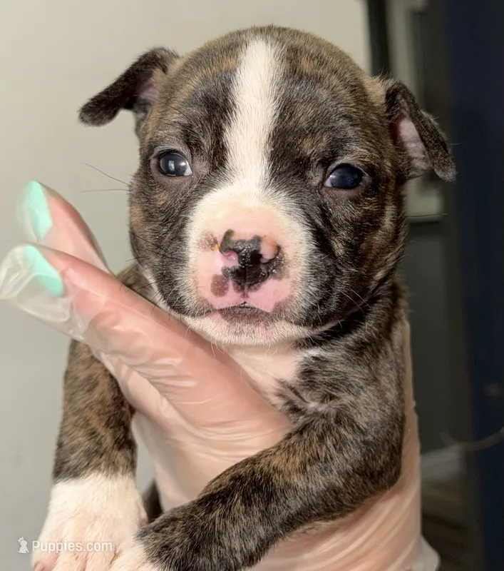 Female 2 – American Bully puppy for sale in Richmond, KY