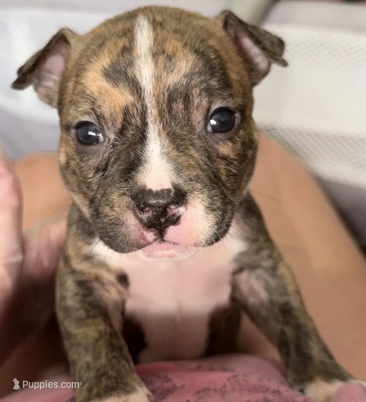 Female 1 – American Bully puppy for sale in Richmond, KY