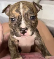 Female 1, a female American Bully for sale in Richmond, KY – 1 of 1