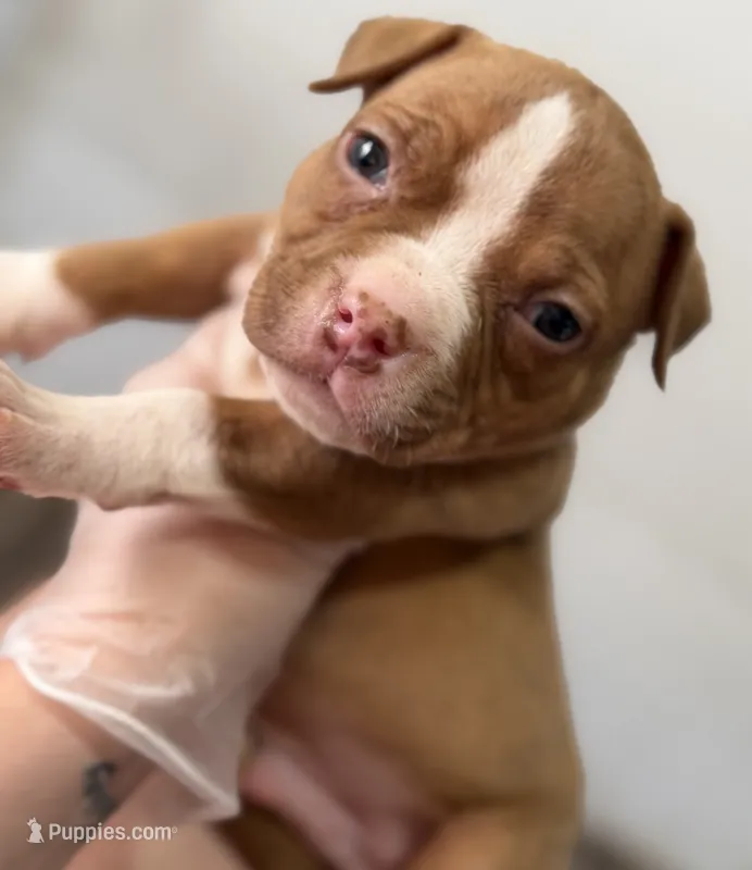 Male  – American Bully puppy for sale in Richmond, KY