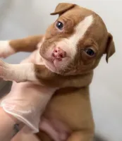 Male , a male American Bully for sale in Richmond, KY – 1 of 1