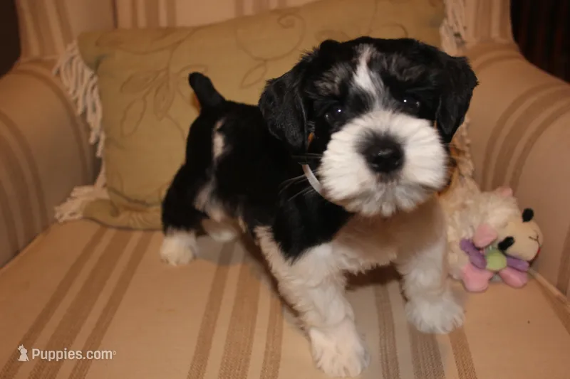 Noah – Miniature Schnauzer puppy for sale in New Braunfels, TX